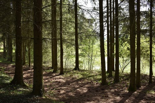 forest  pond  water