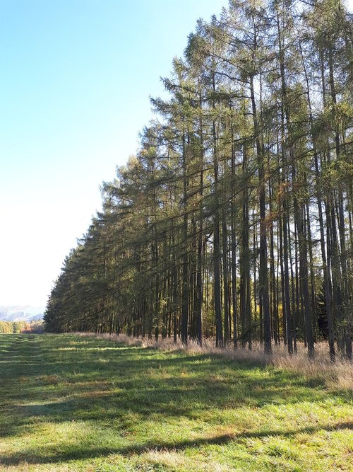 forest  trees  nature