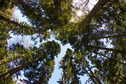 forest  trees  nature