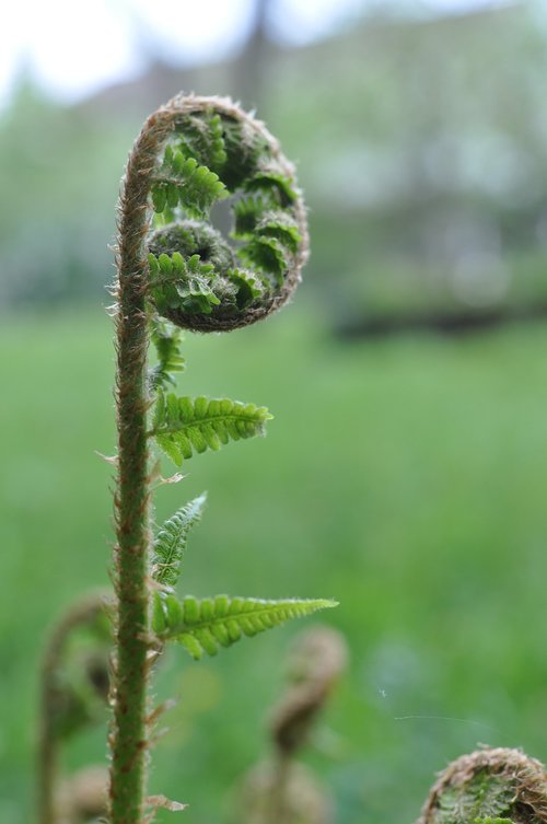 forest  fern  green