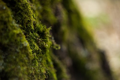 forest  moss  plant