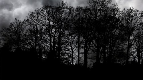 forest  nature  dark