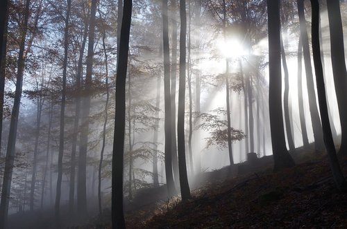 forest  fog  trees