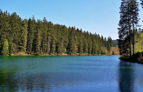 forest  lake  landscape