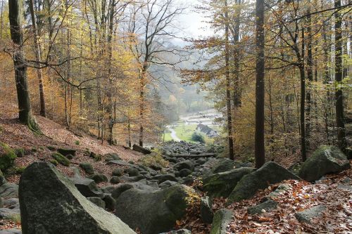 forest stones autumn