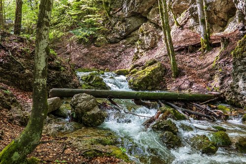 forest  bach  watercourse