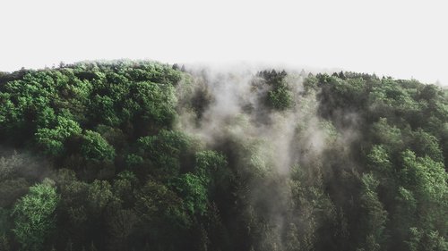forest  trees  fog