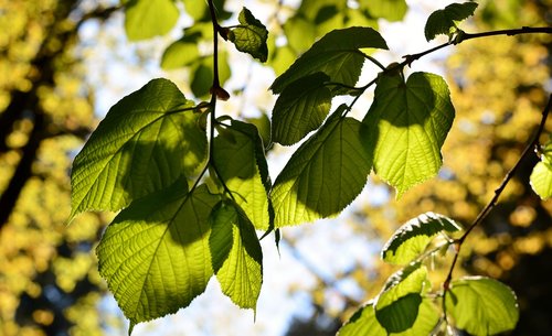 forest  tree  leaves