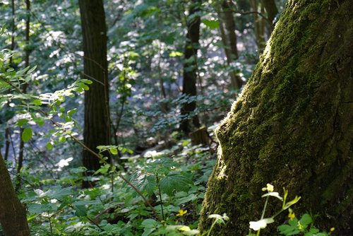 forest  vegetation  moss