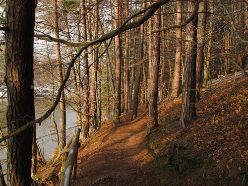 forest  trees  lake