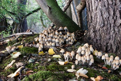 forest tree mushrooms