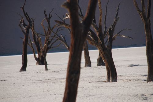 forest tree landscape