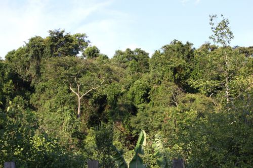 forest green landscape