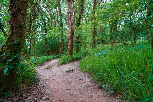 forest  woodland  path