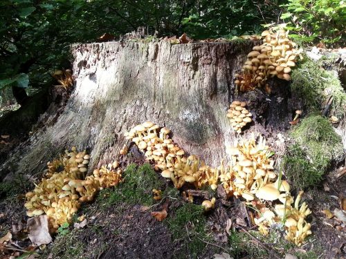 forest stump nature