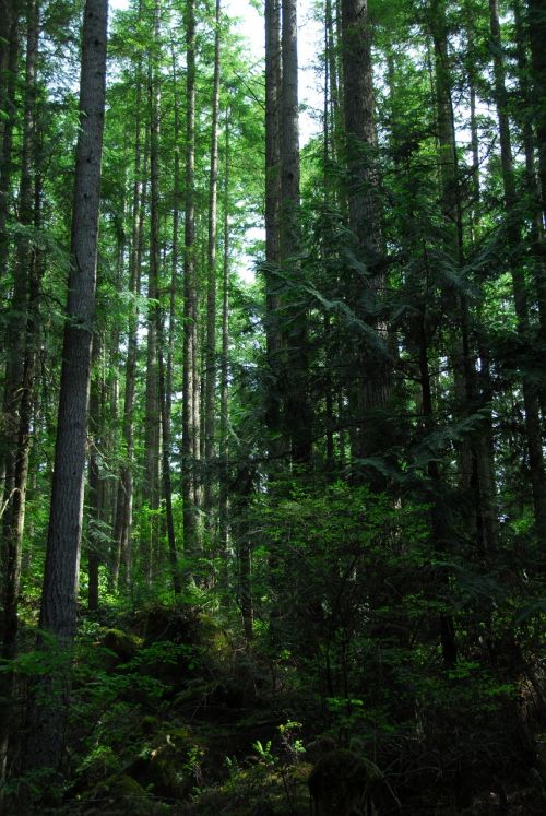 forest trees environment