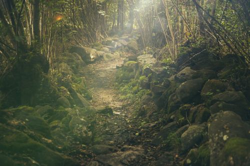 forest path mystical