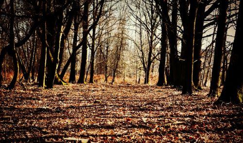 forest nature landscape