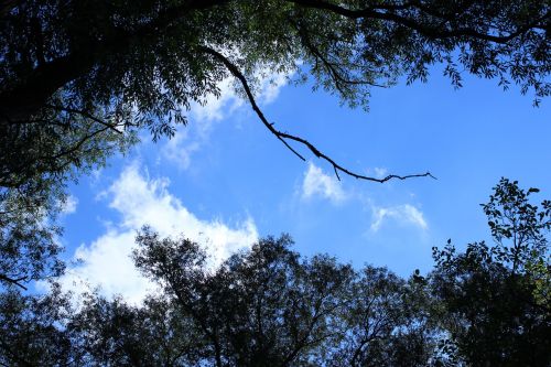 forest trees sky