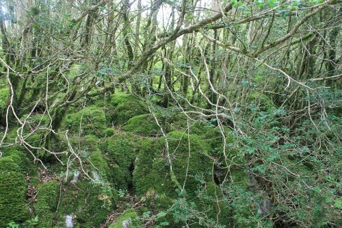 forest trees nature