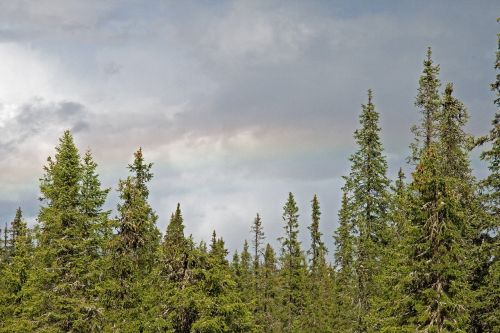 forest clouds summer