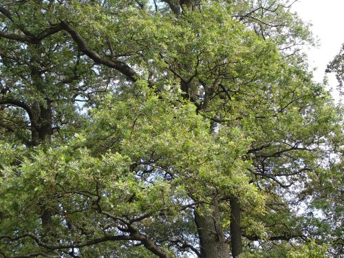 forest oak nature