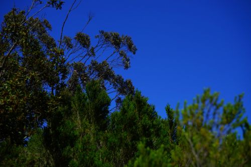 forest scrub tree heath