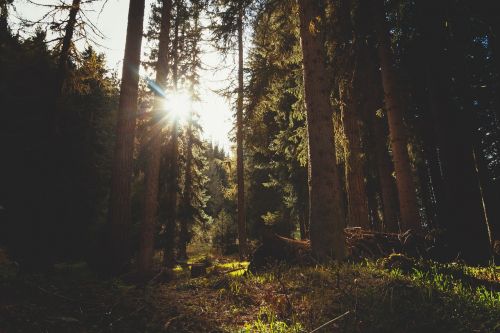 forest evergreen conifers