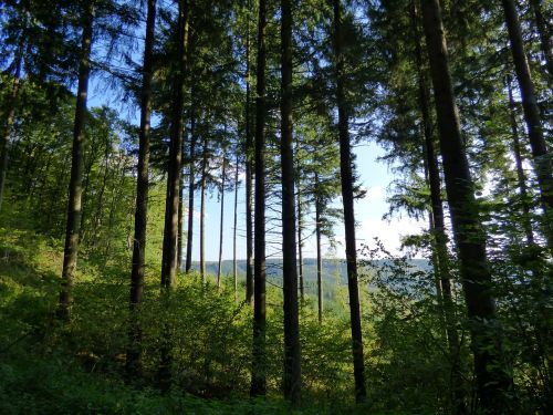 forest trees nature