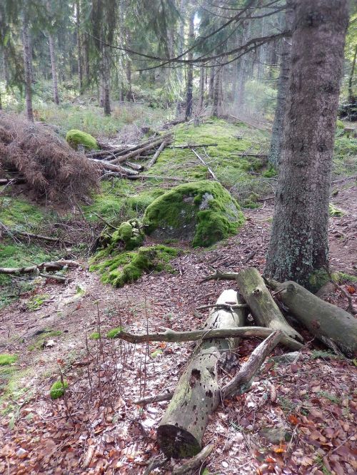 forest nature trees