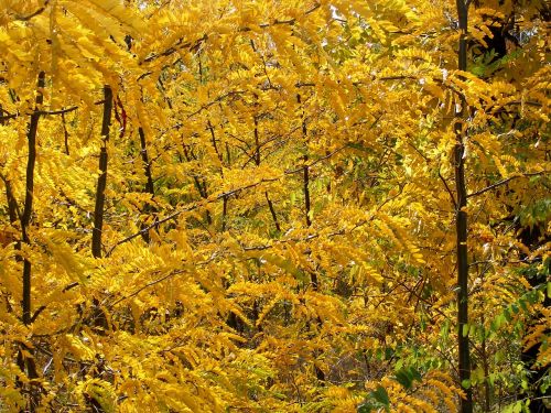 forest autumn trees