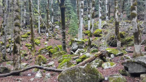 forest autumn stones