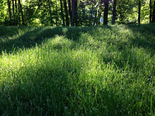 forest grass sunlight