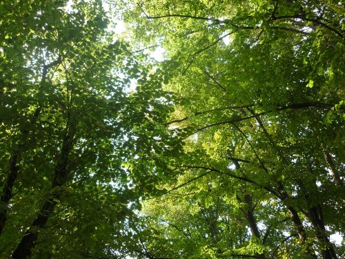 forest trees nature