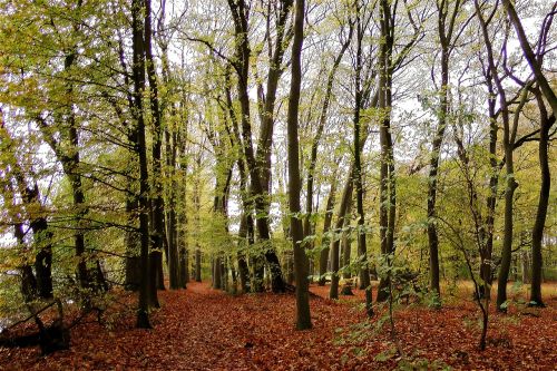 forest fall foliage nature