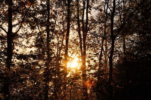 forest trees late autumn