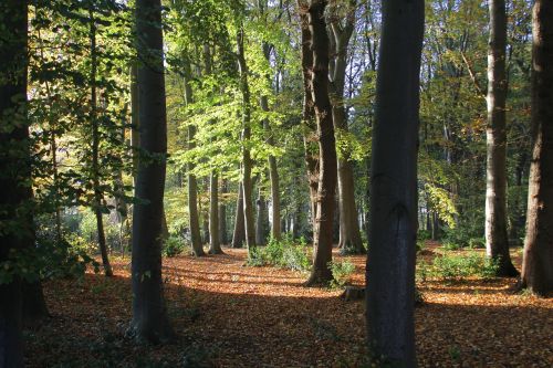 forest book trees