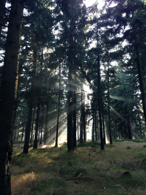 forest twilight rays