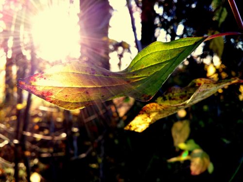 forest leaf nature