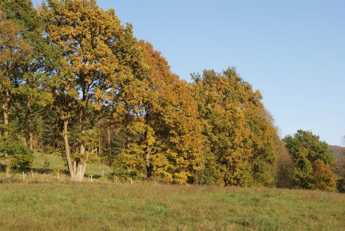 forest autumn nature