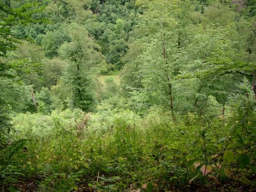 forest glade nature