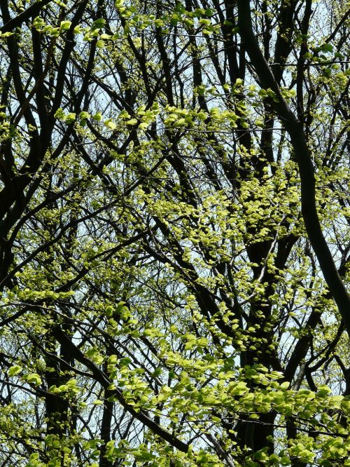 forest aesthetic leaves