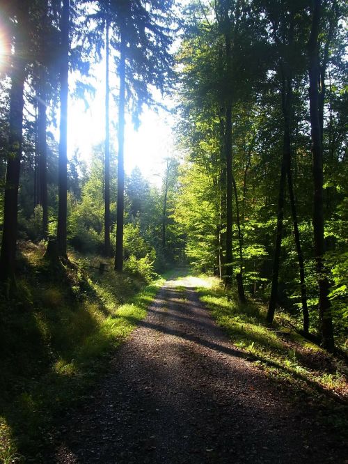 forest shadow trees