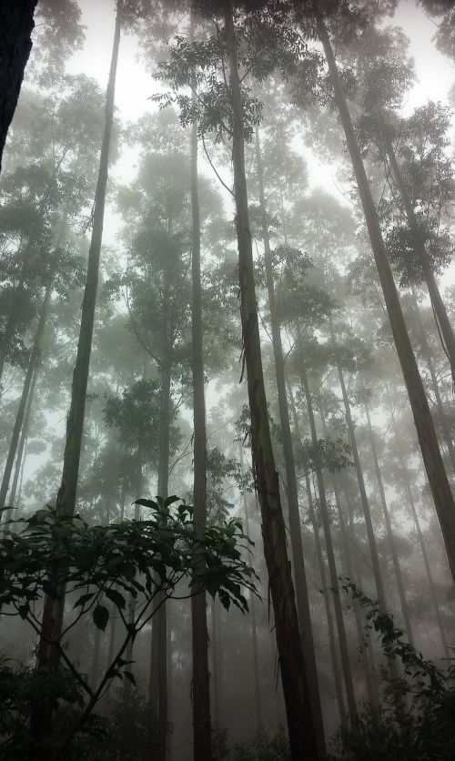 forest trees misty