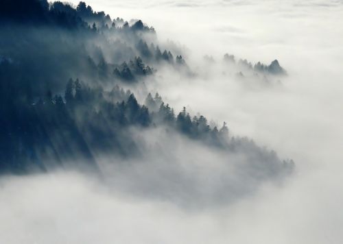 forest fog nature