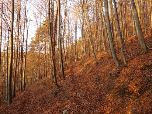 forest tree trees