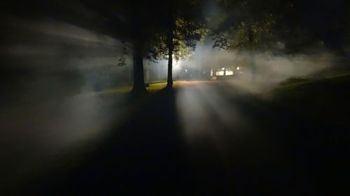 forest fog dark