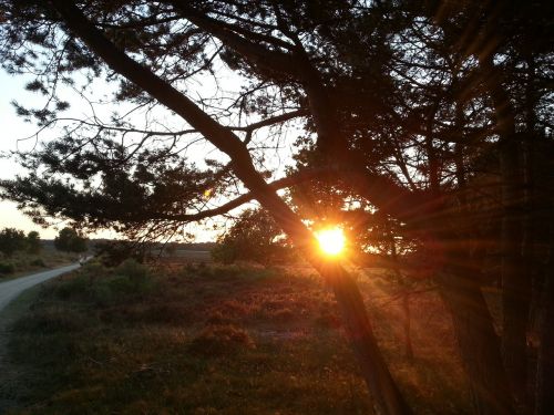 forest sunlight nature