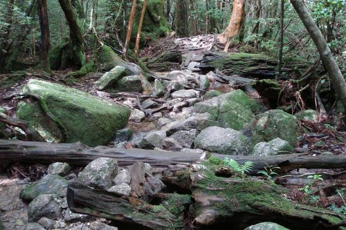 forest pebbles stones