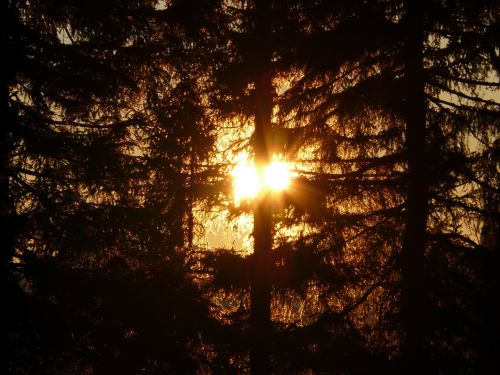 forest tree sun